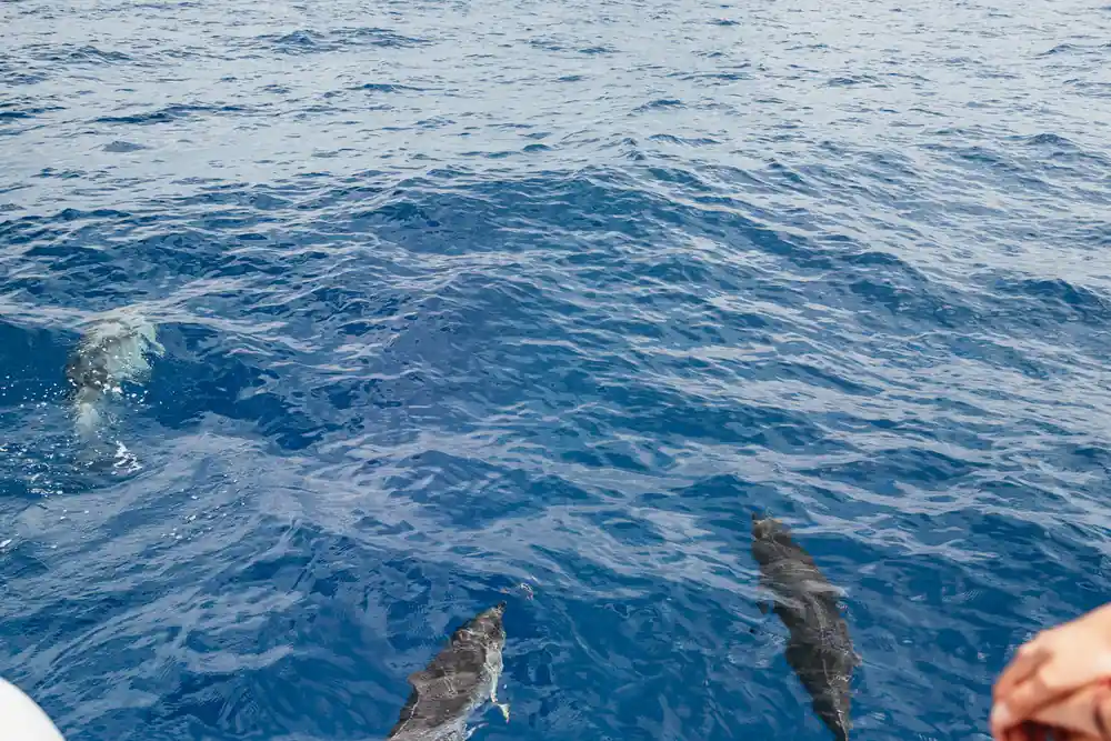 A dolphin breaking the surface close to the hull
