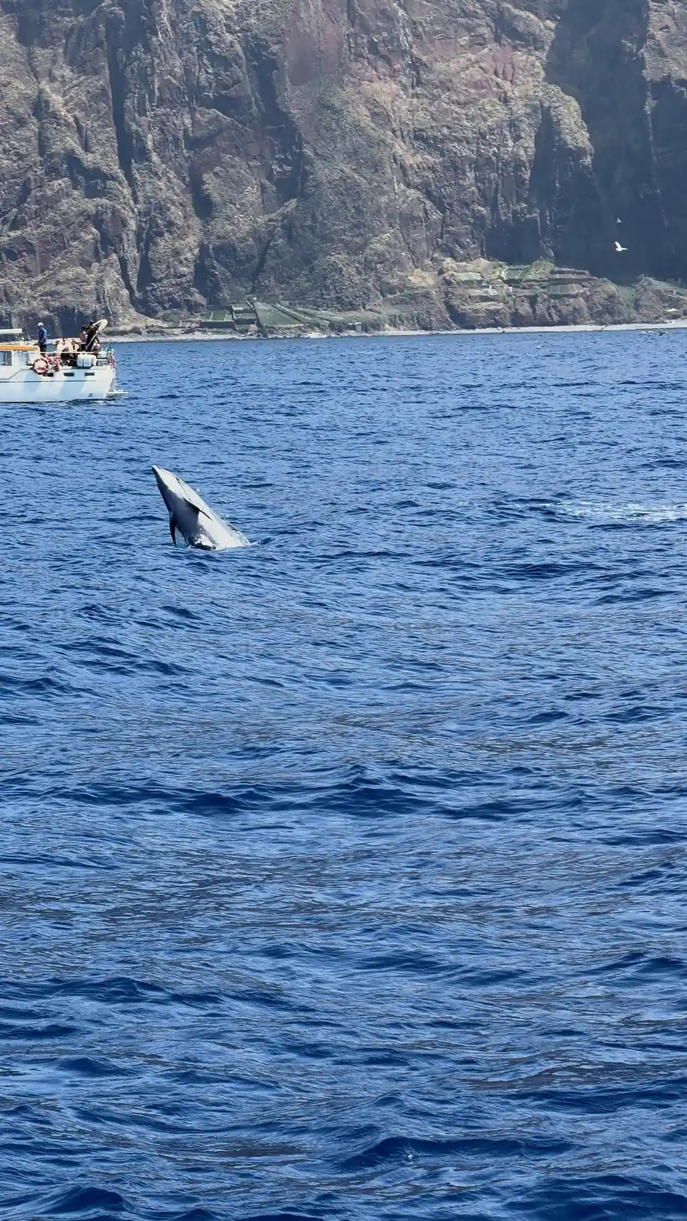 A dolphin leaping clear of the water near the cliffs