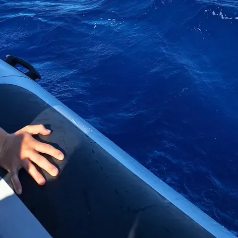 A dolphin leaping clear of the Atlantic
