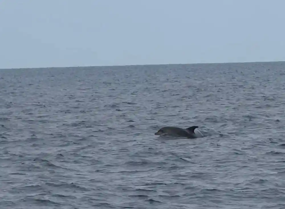 A dolphin surfacing in flat calm water