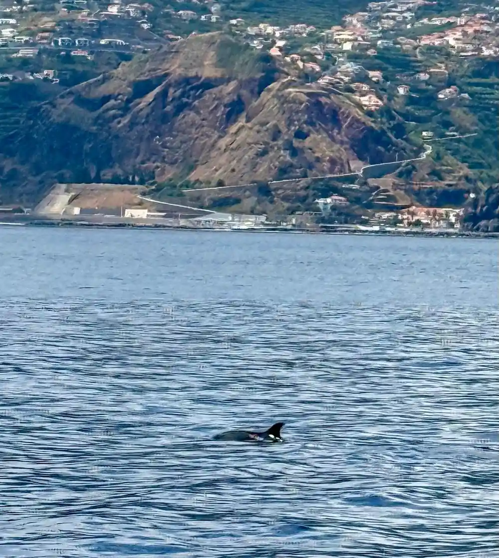 A dolphin surfacing with the green coastline behind