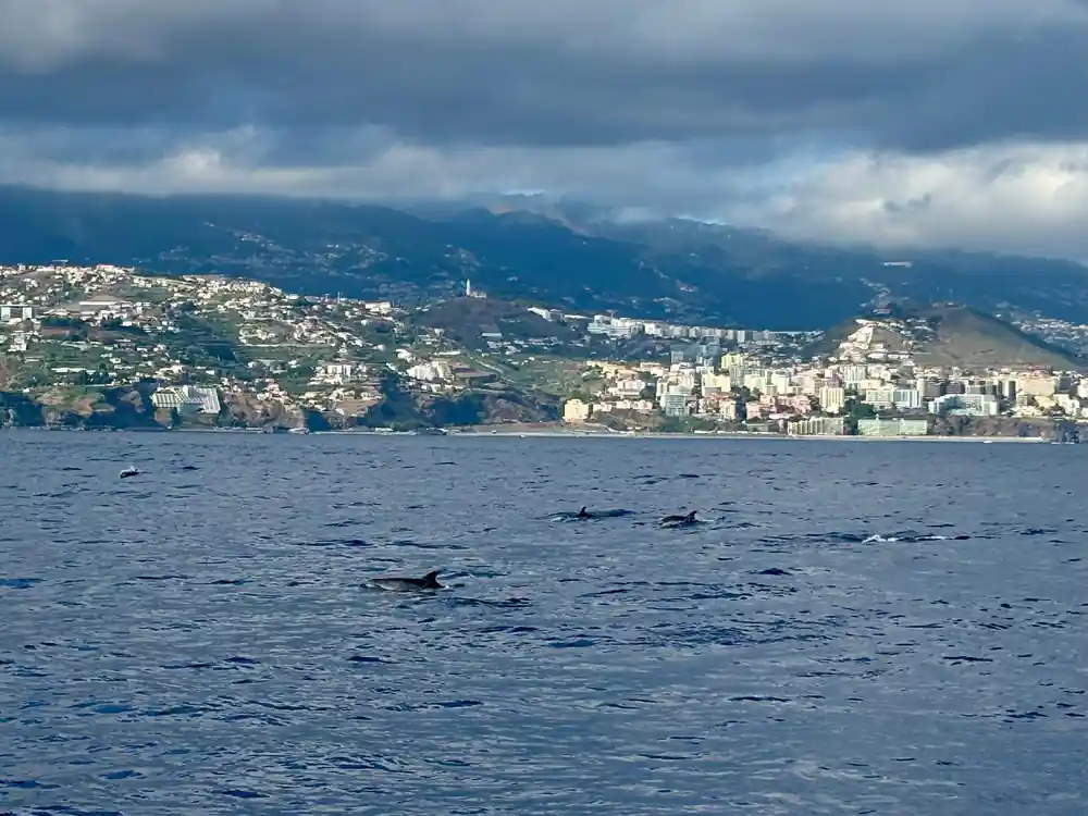 Dolphins in the bay with Funchal on the hillside behind