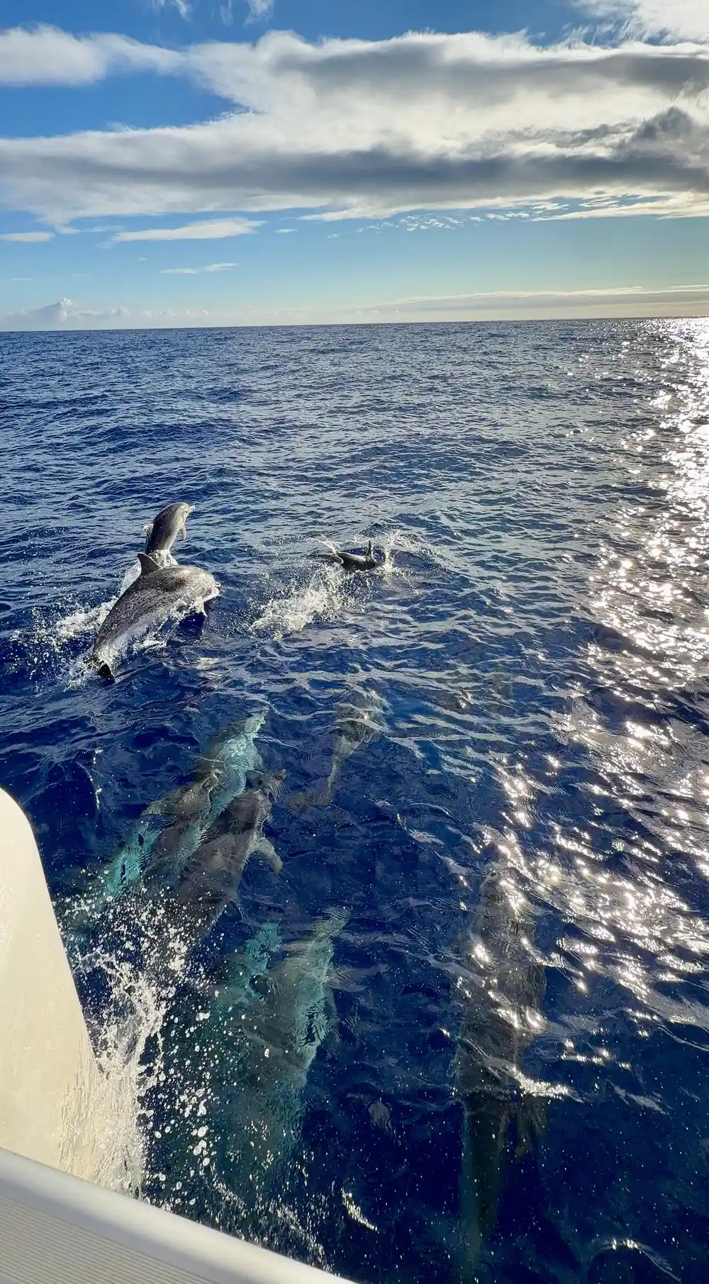 Dolphins leaping alongside in sunlit water