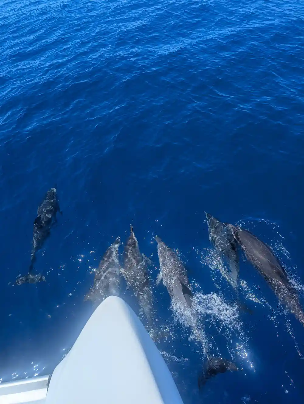Dolphins riding the bow wave seen from directly above