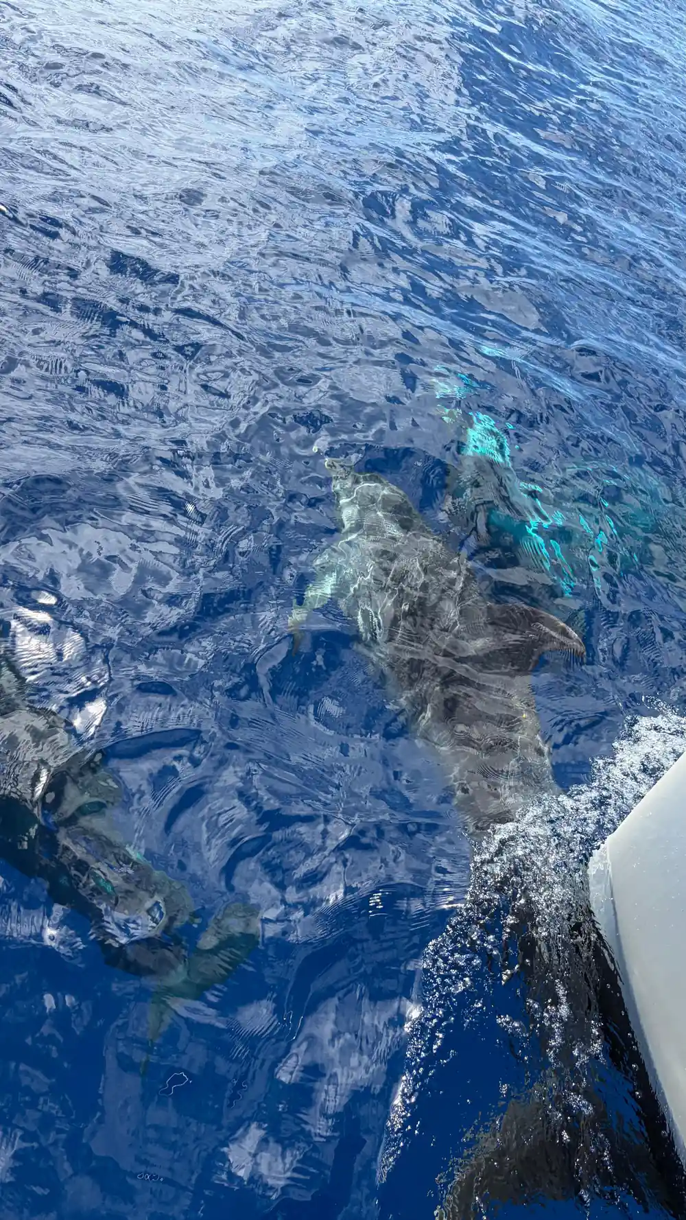 Dolphins seen through clear water right beside the hull