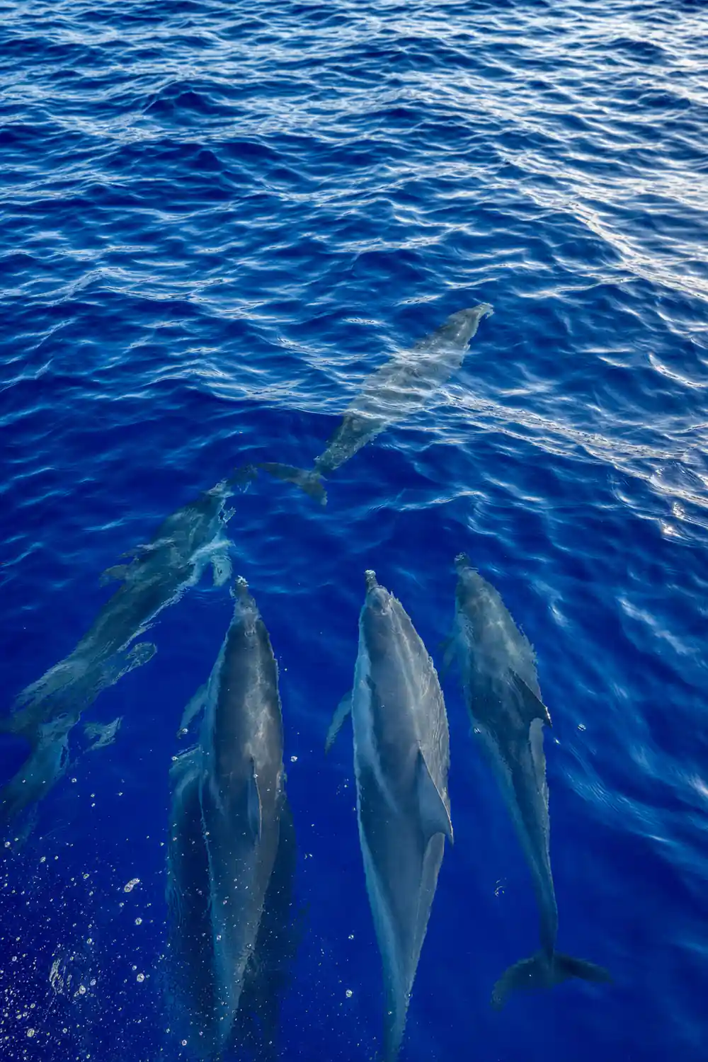 Dolphins swimming in formation under clear blue water