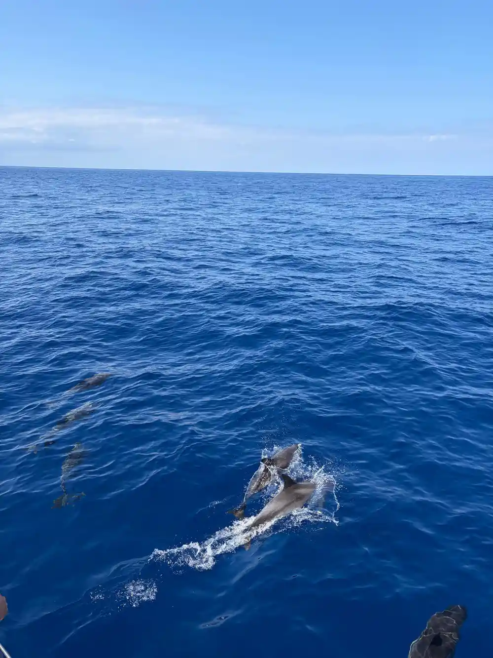 Dolphins swimming and surfacing in bright blue water