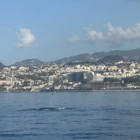 The Funchal coastline seen from the water
