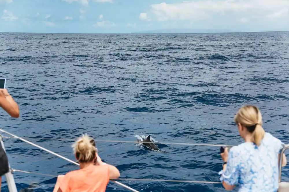 Guests at the rail watching a dolphin surface alongside