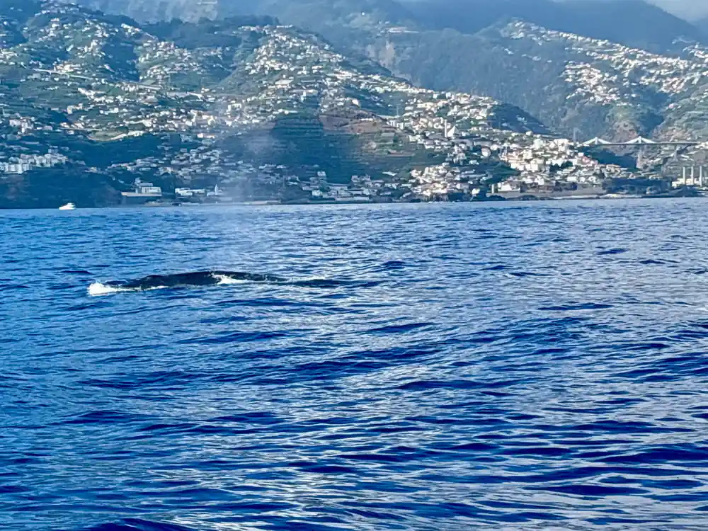 A hillside town above the water with a dolphin in the foreground