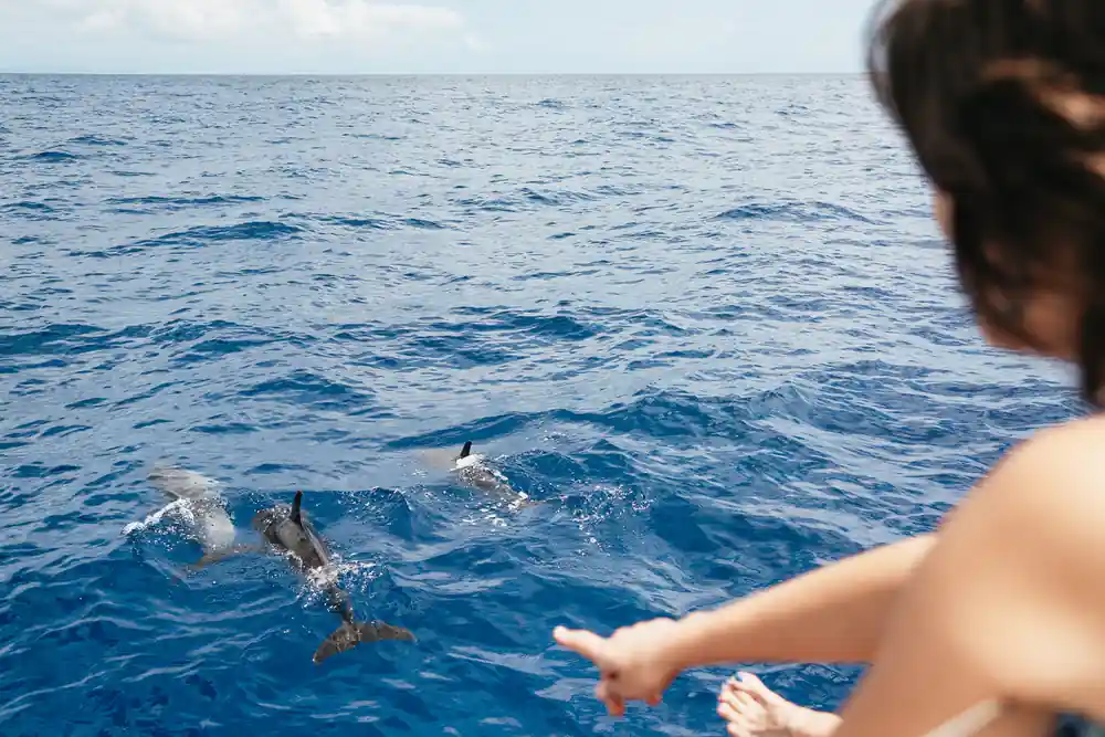 A pod of dolphins swimming just under the surface as a guest points
