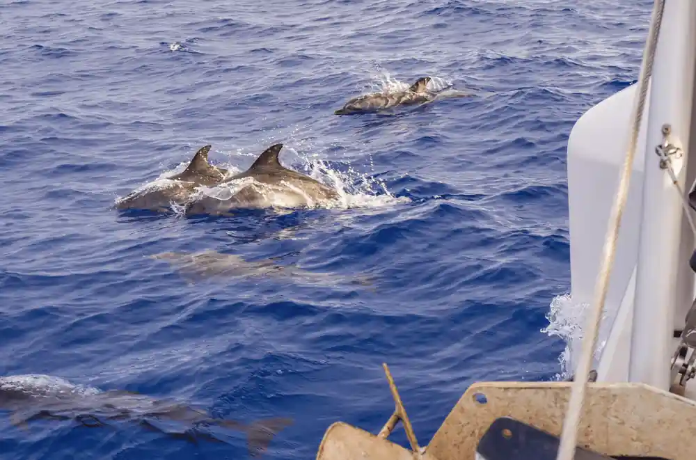 Several dolphins surfacing together in deep blue water