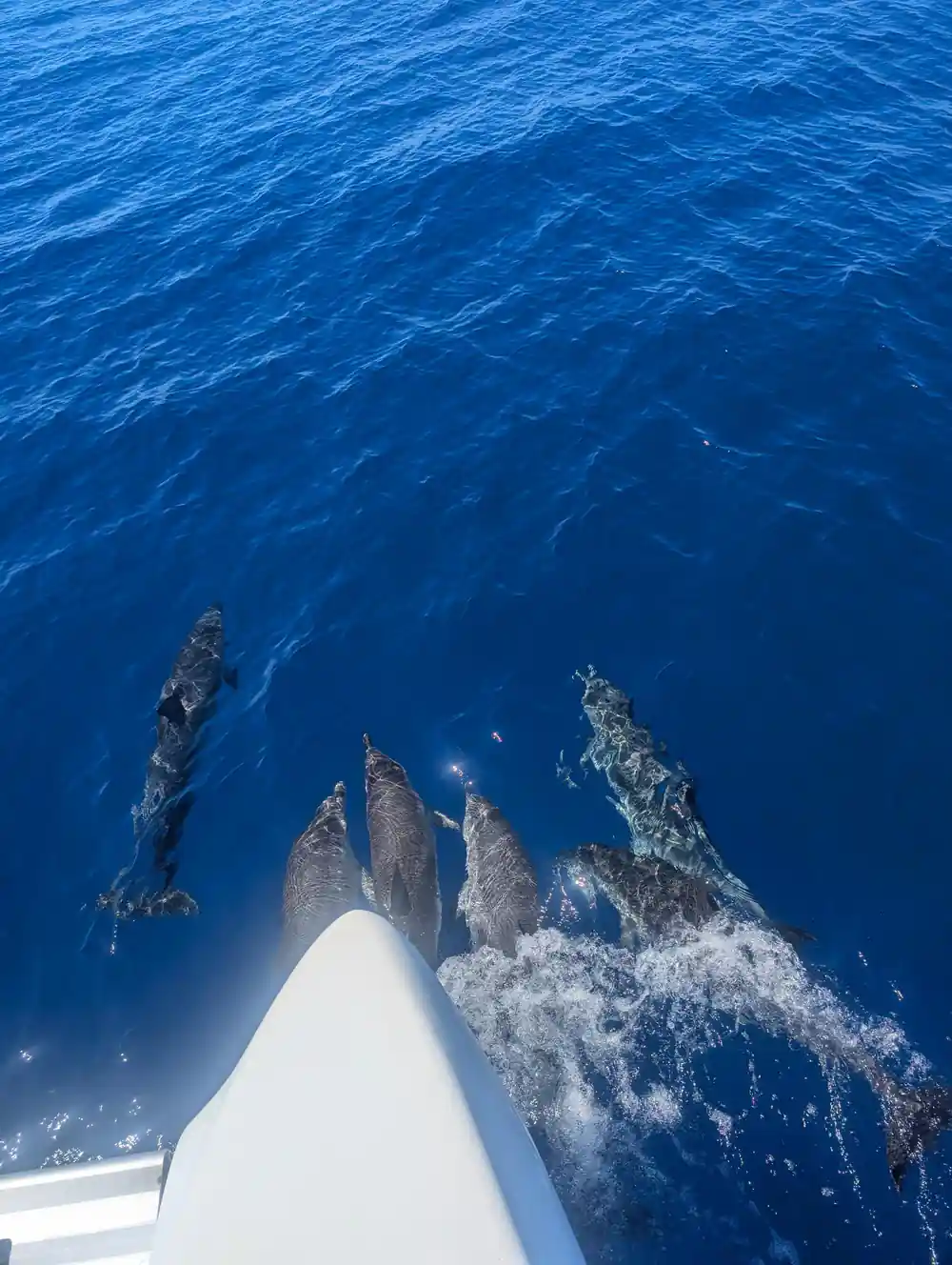Several dolphins swimming under the bow
