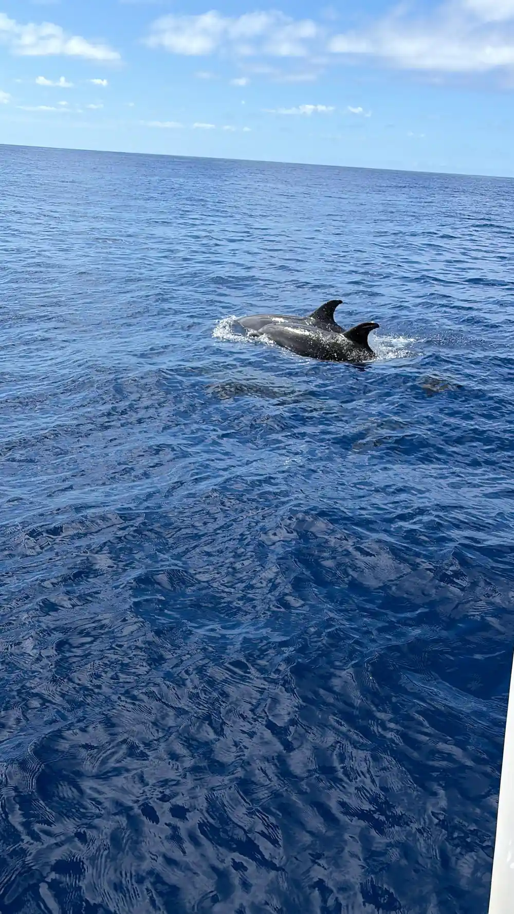 A single dolphin surfacing in choppy blue water