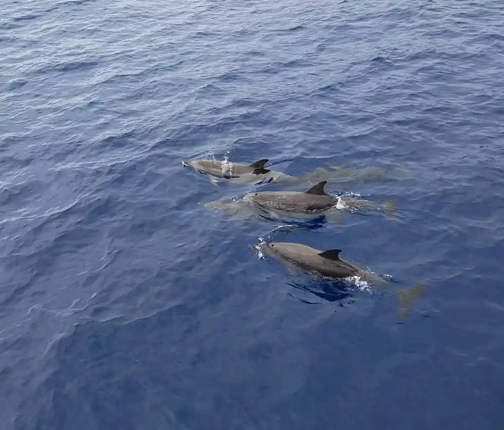 Three dolphins surfacing together in deep blue