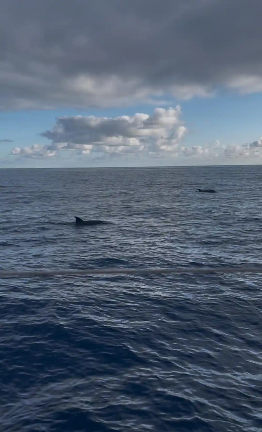 A whale's back and fin breaking the surface at distance