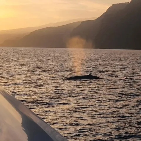 A whale surfacing at sunset off Madeira