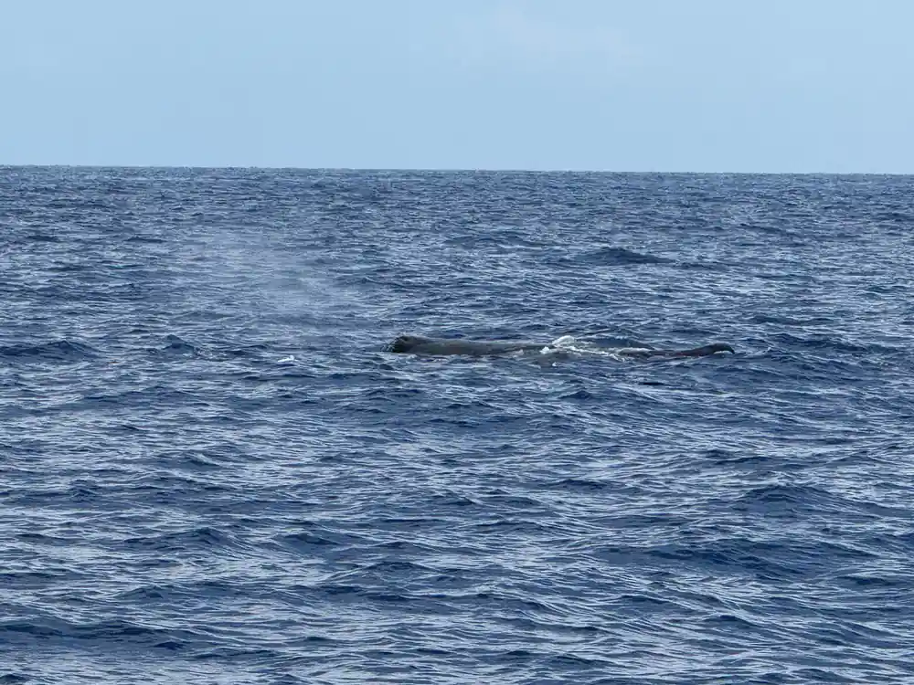 A whale surfacing and blowing in open water